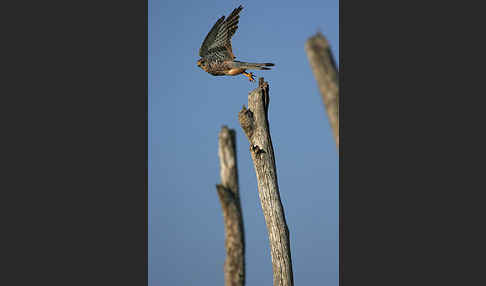 Turmfalke (Falco tinnunculus)