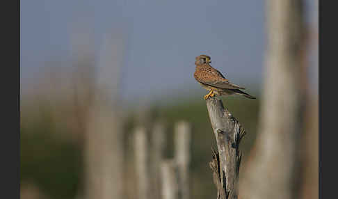 Turmfalke (Falco tinnunculus)