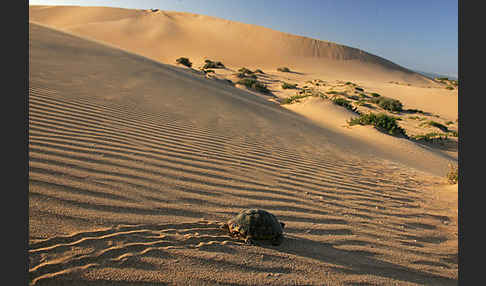 Maurische Landschildkröte (Testudo graeca)