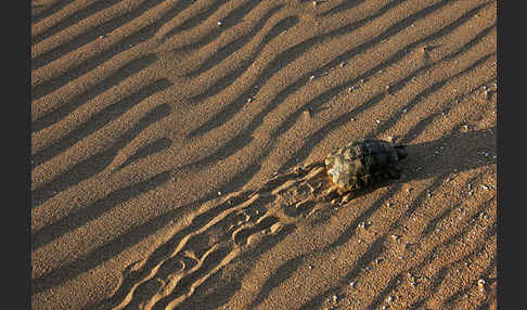 Maurische Landschildkröte (Testudo graeca)