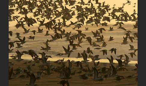 Mittelmeermöwe (Larus michahellis)