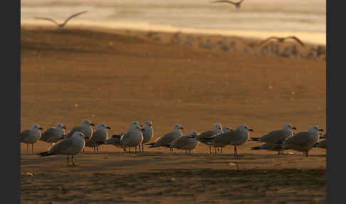 Korallenmöwe (Larus audouinii)