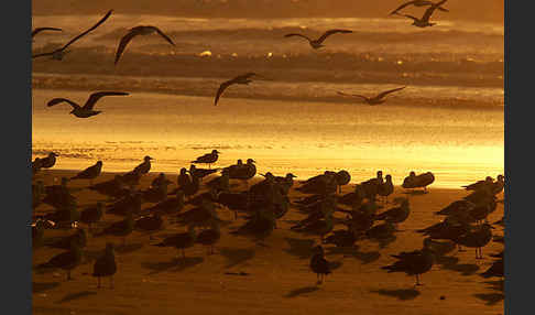 Mittelmeermöwe (Larus michahellis)