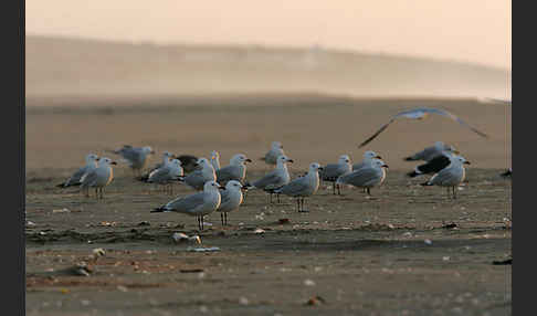 Korallenmöwe (Larus audouinii)