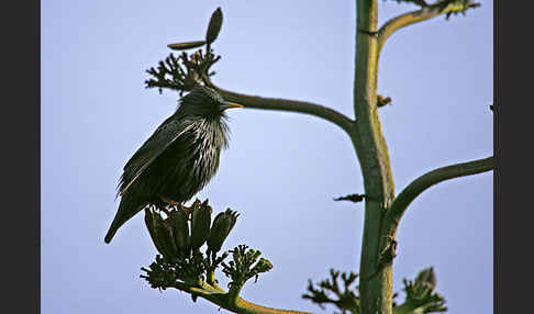 Einfarbstar (Sturnus unicolor)