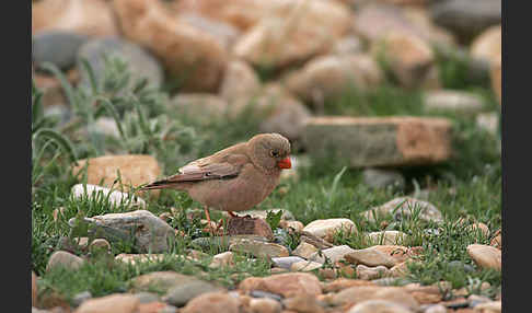 Wüstengimpel (Bucanetes githagineus)