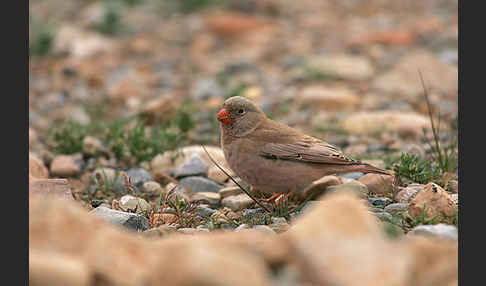 Wüstengimpel (Bucanetes githagineus)