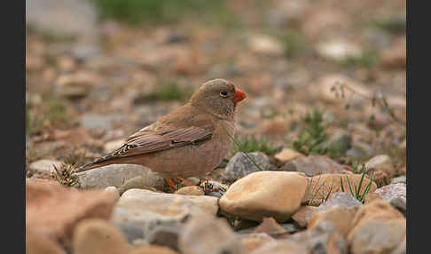 Wüstengimpel (Bucanetes githagineus)