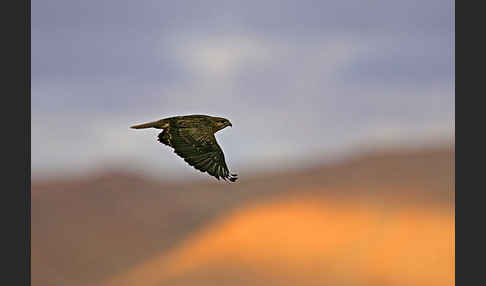 Adlerbussard sspec. (Buteo rufinus cirtensis)