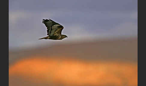 Adlerbussard sspec. (Buteo rufinus cirtensis)