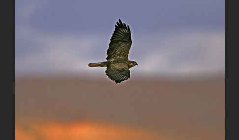 Adlerbussard sspec. (Buteo rufinus cirtensis)