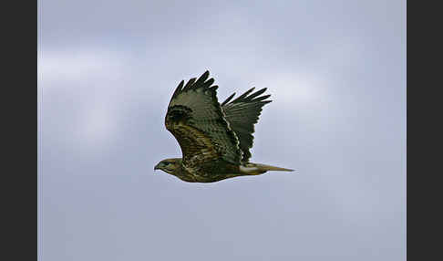 Adlerbussard sspec. (Buteo rufinus cirtensis)