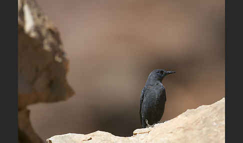 Blaumerle (Monticola solitarius)