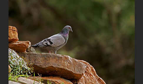 Felsentaube (Columba livia)