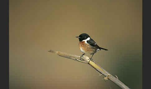 Schwarzkehlchen (Saxicola torquata)