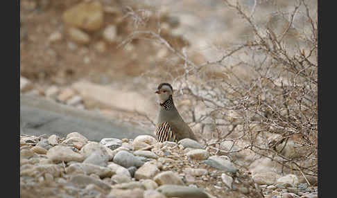 Felsenhuhn (Alectoris barbara)