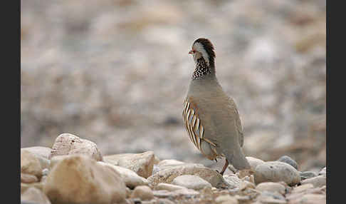 Felsenhuhn (Alectoris barbara)