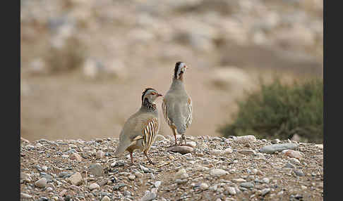 Felsenhuhn (Alectoris barbara)