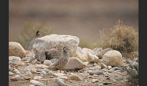 Felsenhuhn (Alectoris barbara)