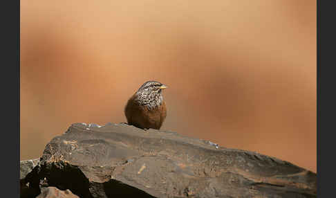 Hausammer (Emberiza striolata)