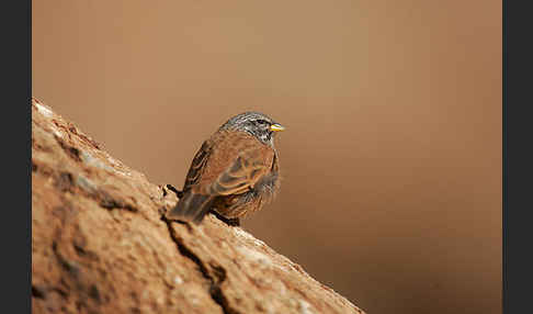 Hausammer (Emberiza striolata)