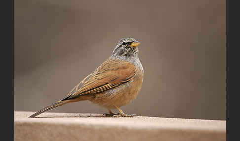 Hausammer (Emberiza striolata)