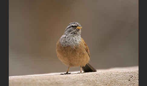 Hausammer (Emberiza striolata)