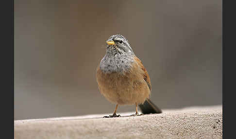 Hausammer (Emberiza striolata)