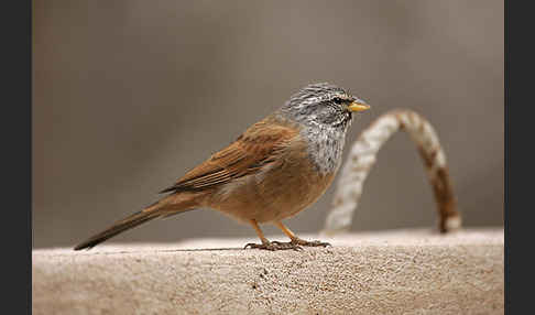 Hausammer (Emberiza striolata)