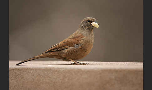 Hausammer (Emberiza striolata)