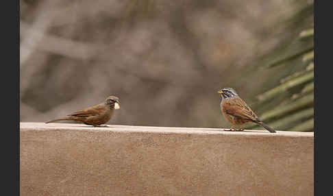 Hausammer (Emberiza striolata)