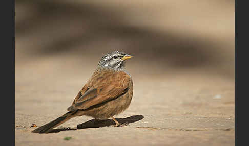 Hausammer (Emberiza striolata)