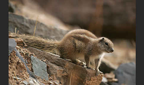 Atlashörnchen (Atlantoxerus getulus)