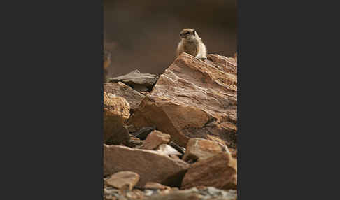 Atlashörnchen (Atlantoxerus getulus)