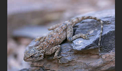 Atlasagame (Agama bibroni)