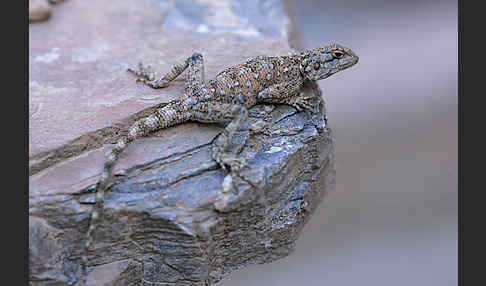 Atlasagame (Agama bibroni)