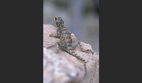 Atlasagame (Agama bibroni)