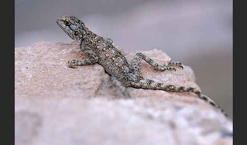 Atlasagame (Agama bibroni)