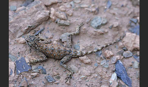 Atlasagame (Agama bibroni)