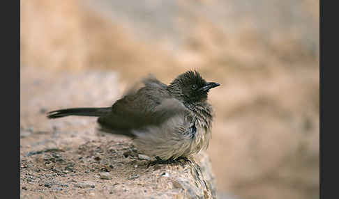 Graubülbül (Pycnonotus barbatus spurius)