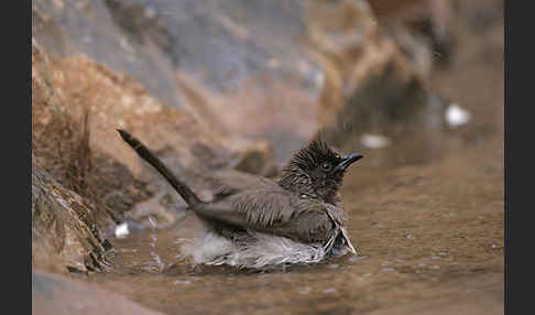 Graubülbül (Pycnonotus barbatus spurius)