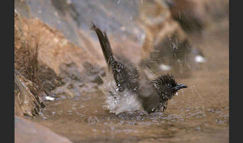 Graubülbül (Pycnonotus barbatus spurius)