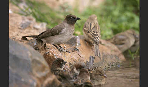 Graubülbül (Pycnonotus barbatus spurius)