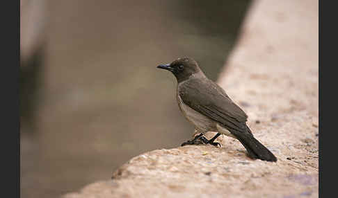 Graubülbül (Pycnonotus barbatus spurius)