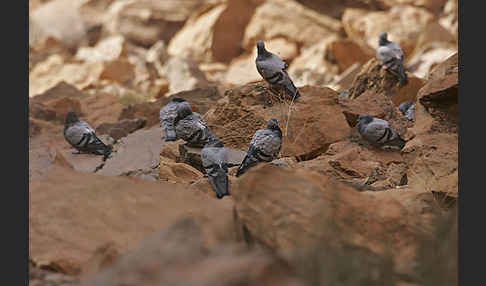 Felsentaube (Columba livia)