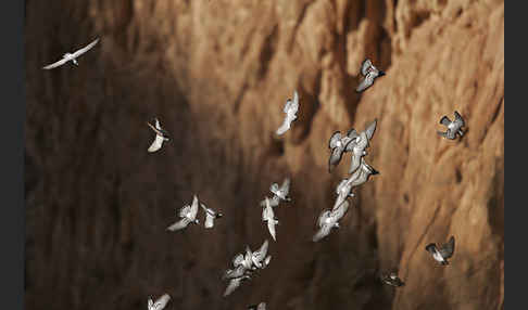 Felsentaube (Columba livia)