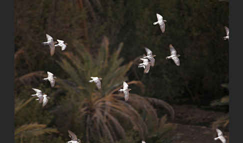 Felsentaube (Columba livia)