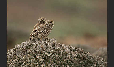 Steinkauz (Athene noctua)