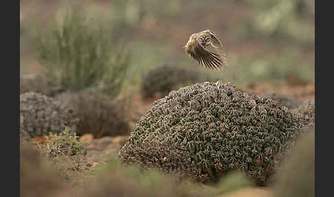 Steinkauz (Athene noctua)