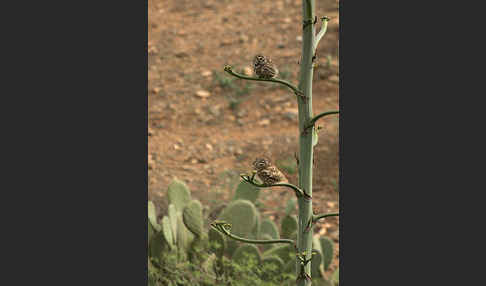 Steinkauz (Athene noctua)